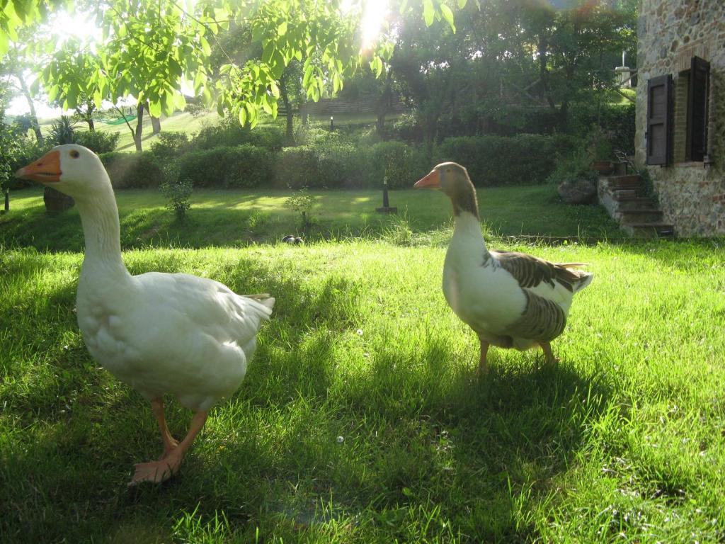 Agriturismo Il Mulino Delle Pile Chiusdino Buitenkant foto